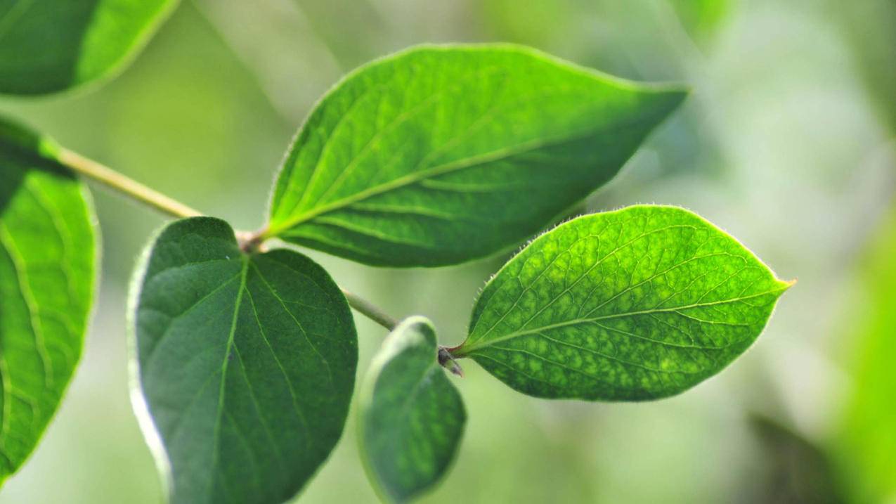 网红商城